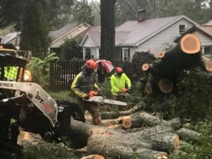 Tree Removal Charlotte Tree Service | Frady Tree Care