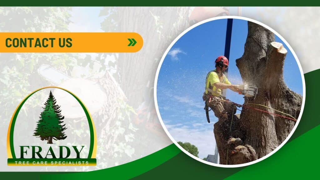 Frady Tree Care | Tree Service, Tree Trimming and Tree Removal. Expert Tree Services for Your Charlotte, NC Property