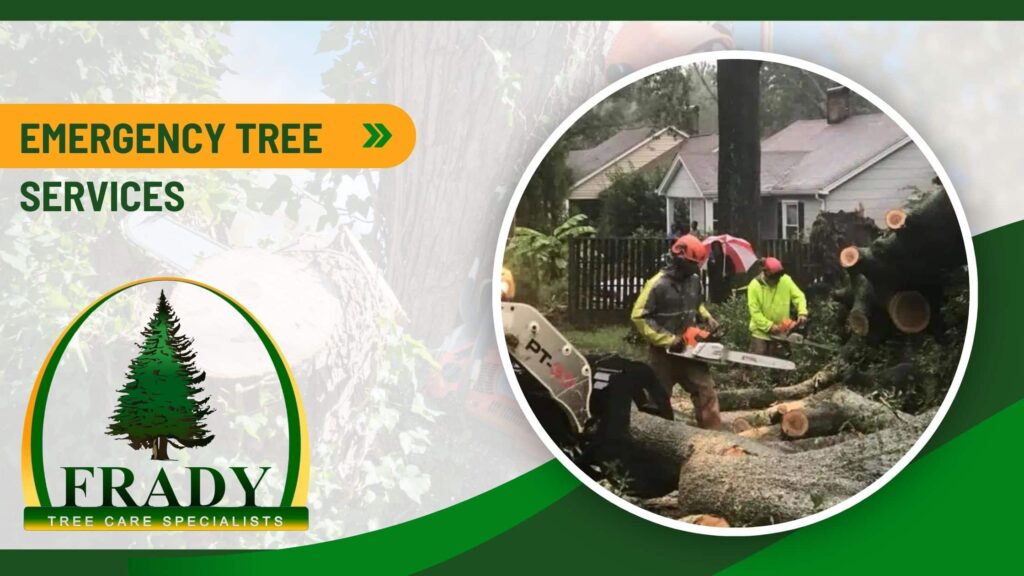 NC TRIAD TREE COMPANY Kernersville NC