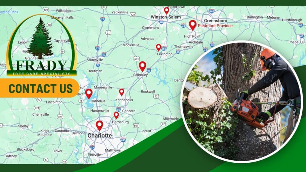 Tree Removal, Tree Treatments, Tree Pruning | Charlotte, NC